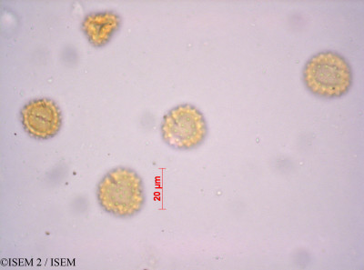 ISEM 2/Comptonanthus_subcarnosus_36131/Comptonanthus_subcarnosus_36131_0001(copy)_thumb.jpg